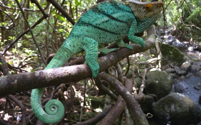 madagascar7