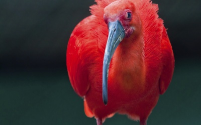 scarlet_ibis_portrait