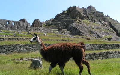 the-lama-is-emblematic-animal-in-peru