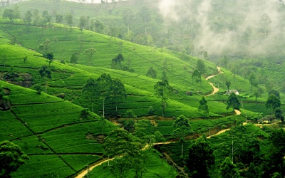 tours_srilanka_tea_plantation_in_nuwara_eliya