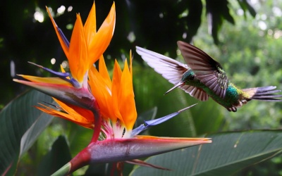 trinidad-tobago-colorful-bird
